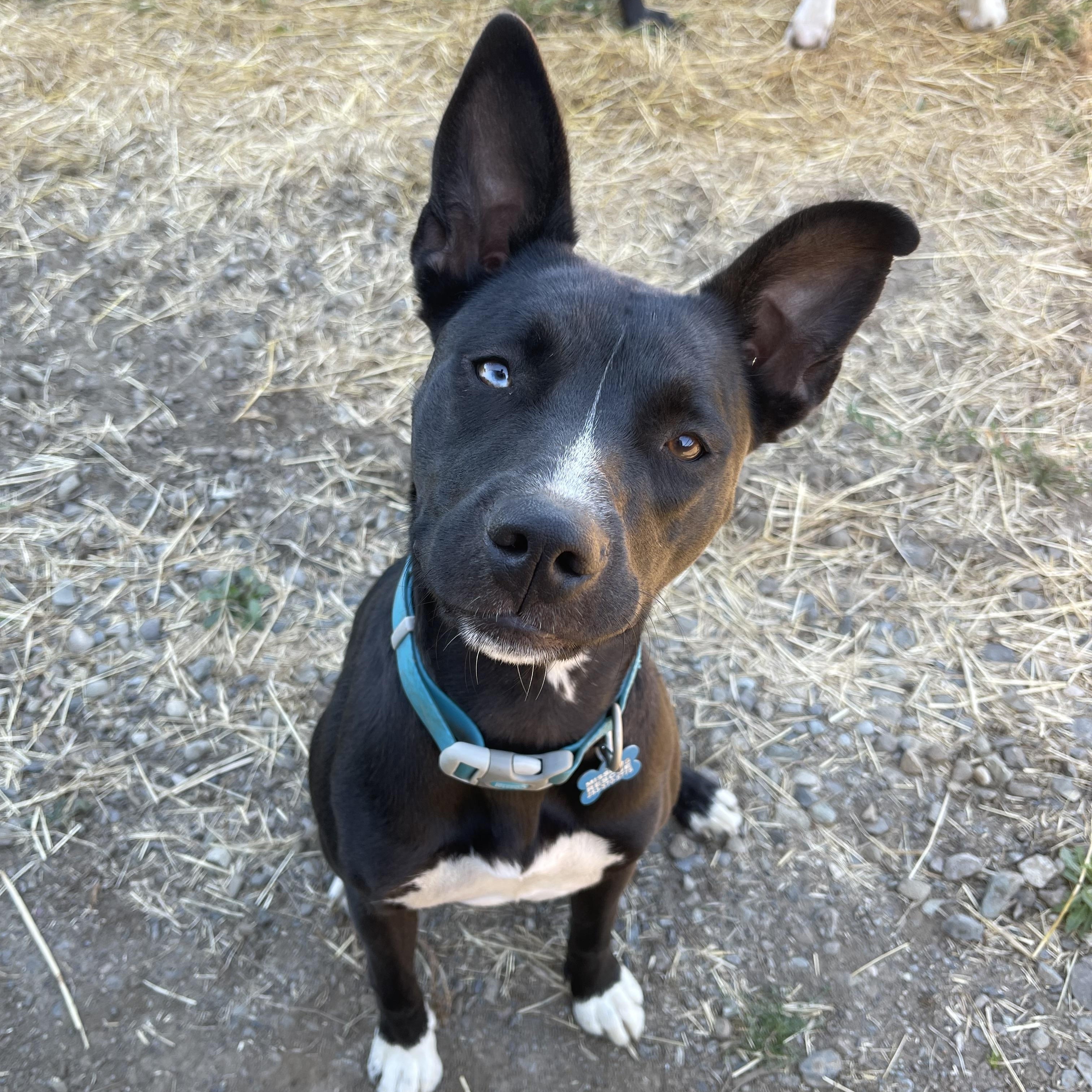 Skye, a Adoptable mixed breed in Oakville, WA image 5/5