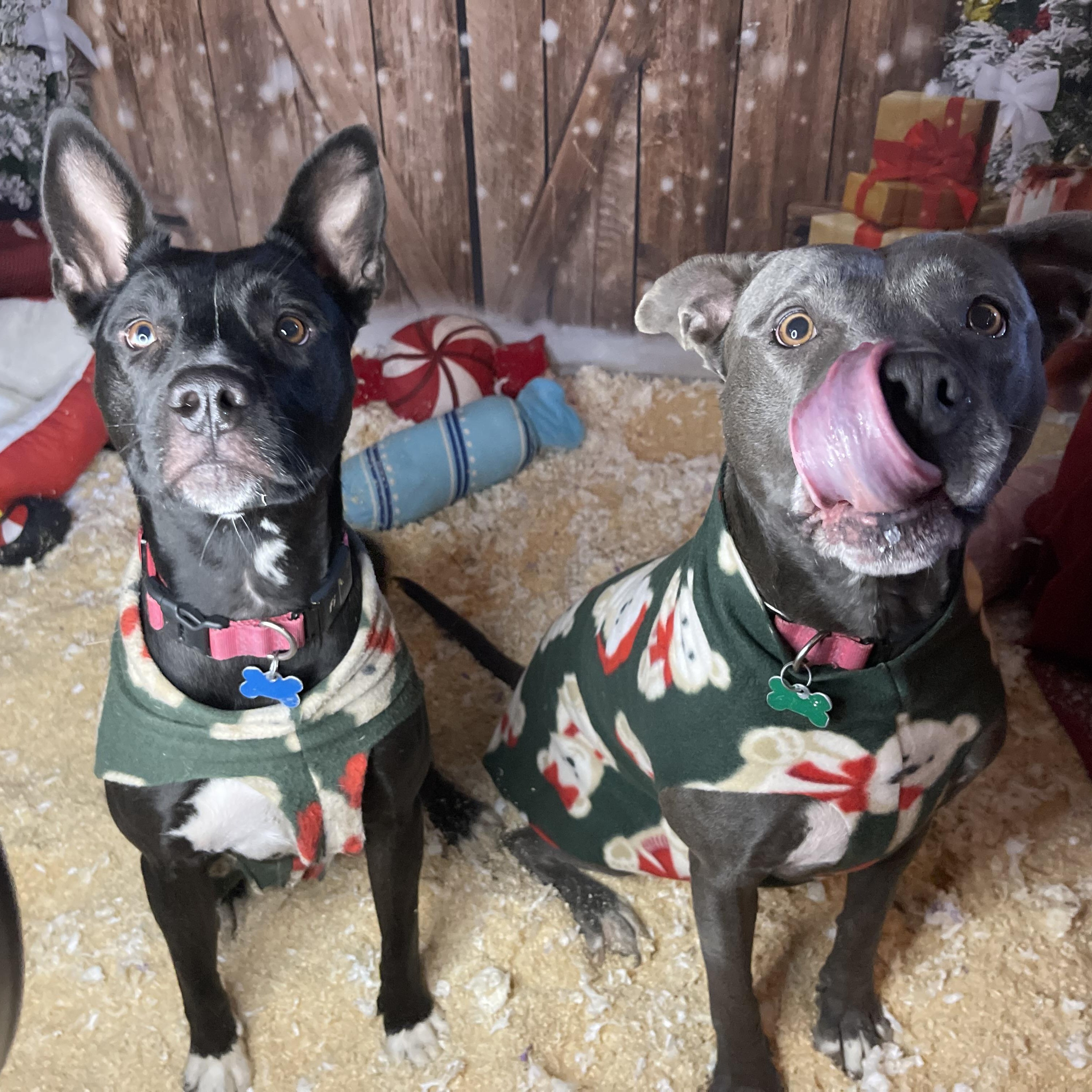 Skye, a Adoptable mixed breed in Oakville, WA image 2/6