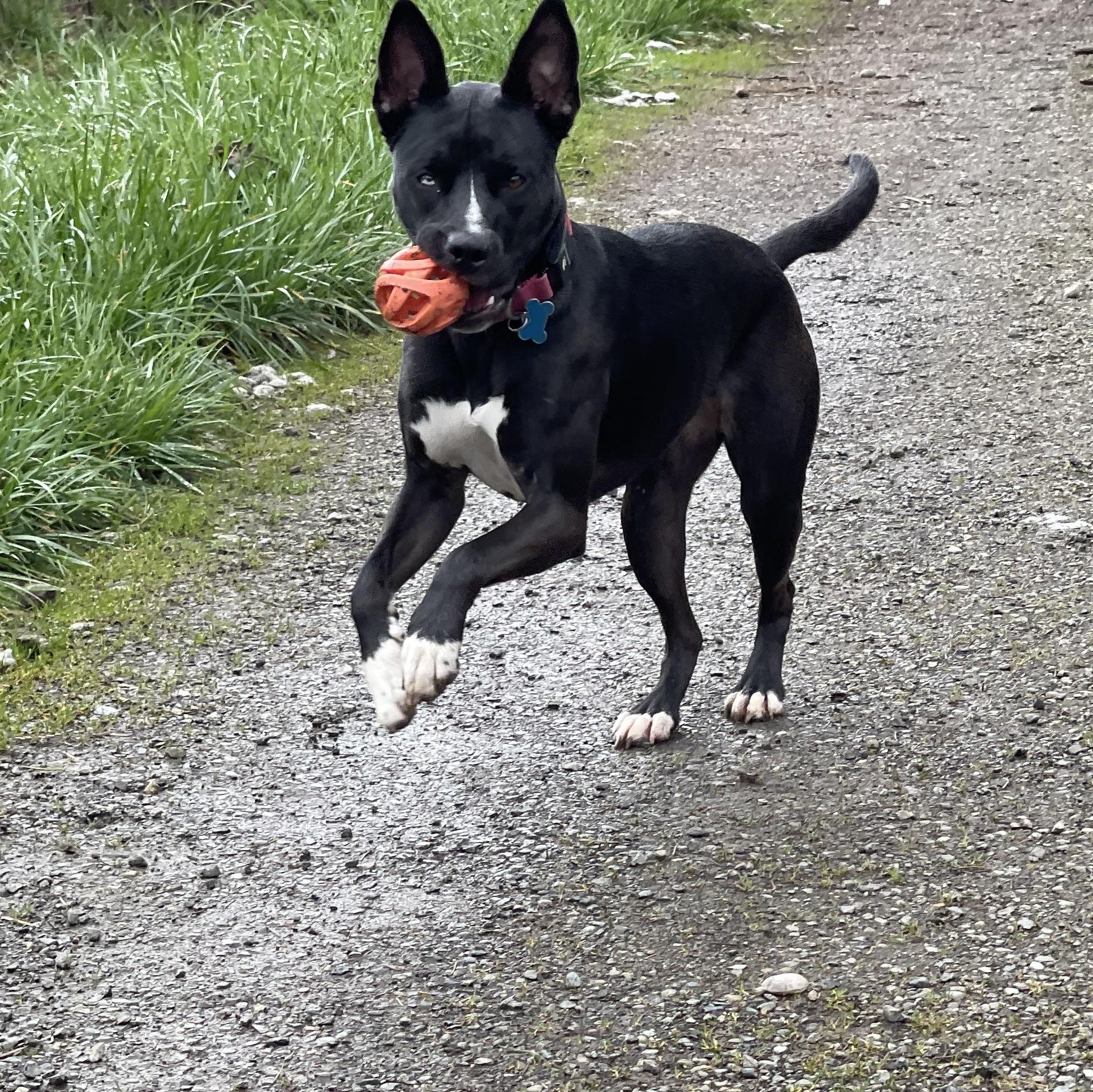 Enlarge Skye, a Adoptable mixed breed in Oakville, WA image 5/6