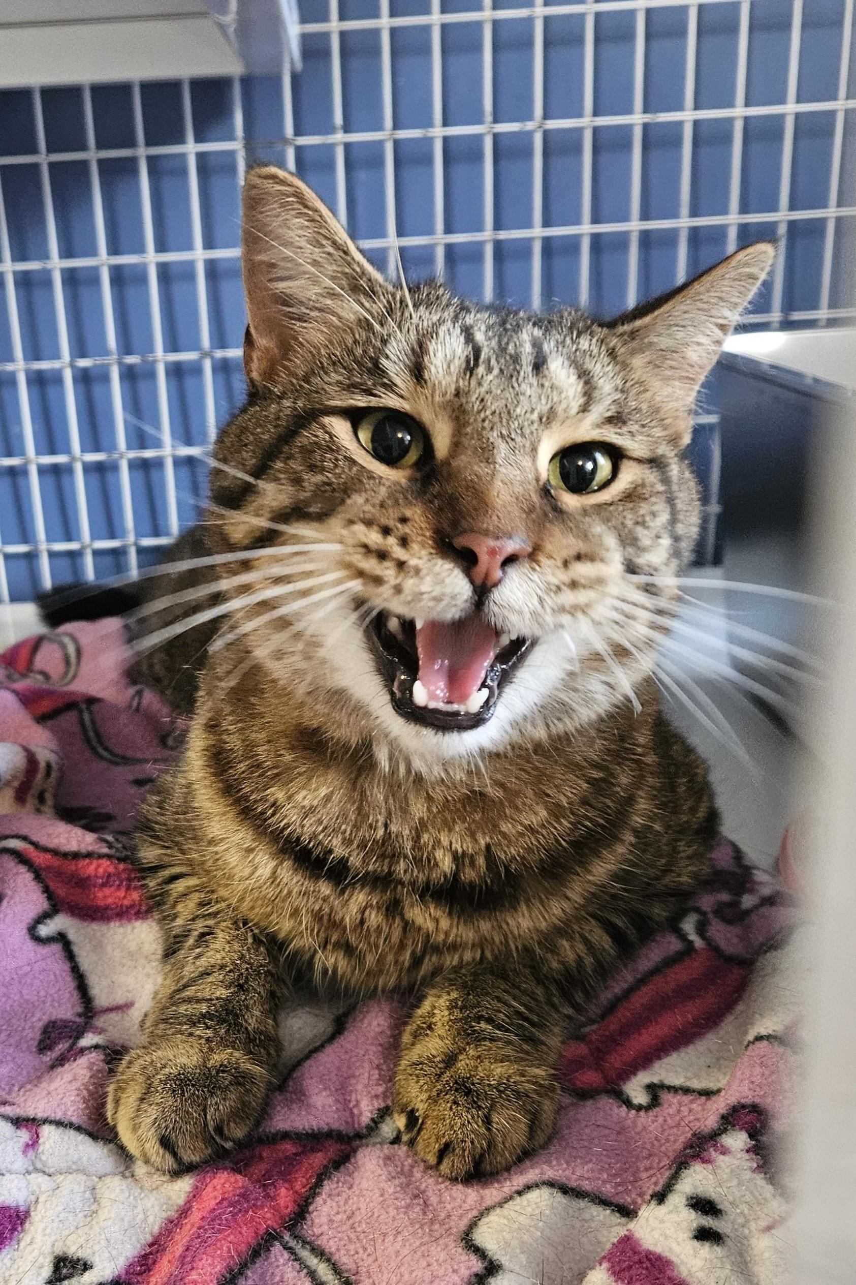 Livianna, Adoptable, Adult Female Domestic Medium Hair.