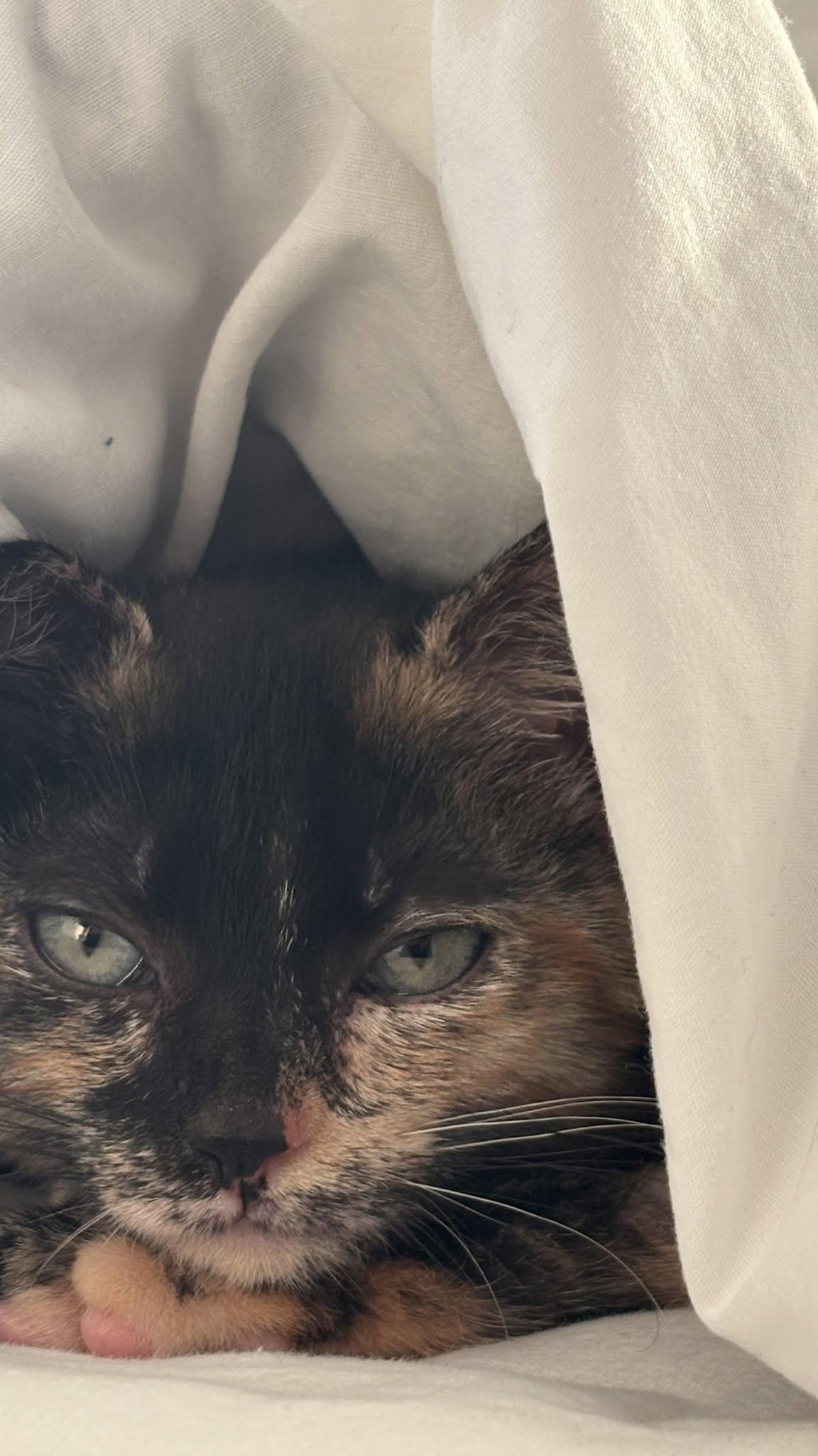 Enlarge Roxie, a Adoptable Domestic Medium Hair in Wilmington, NC image 1/1