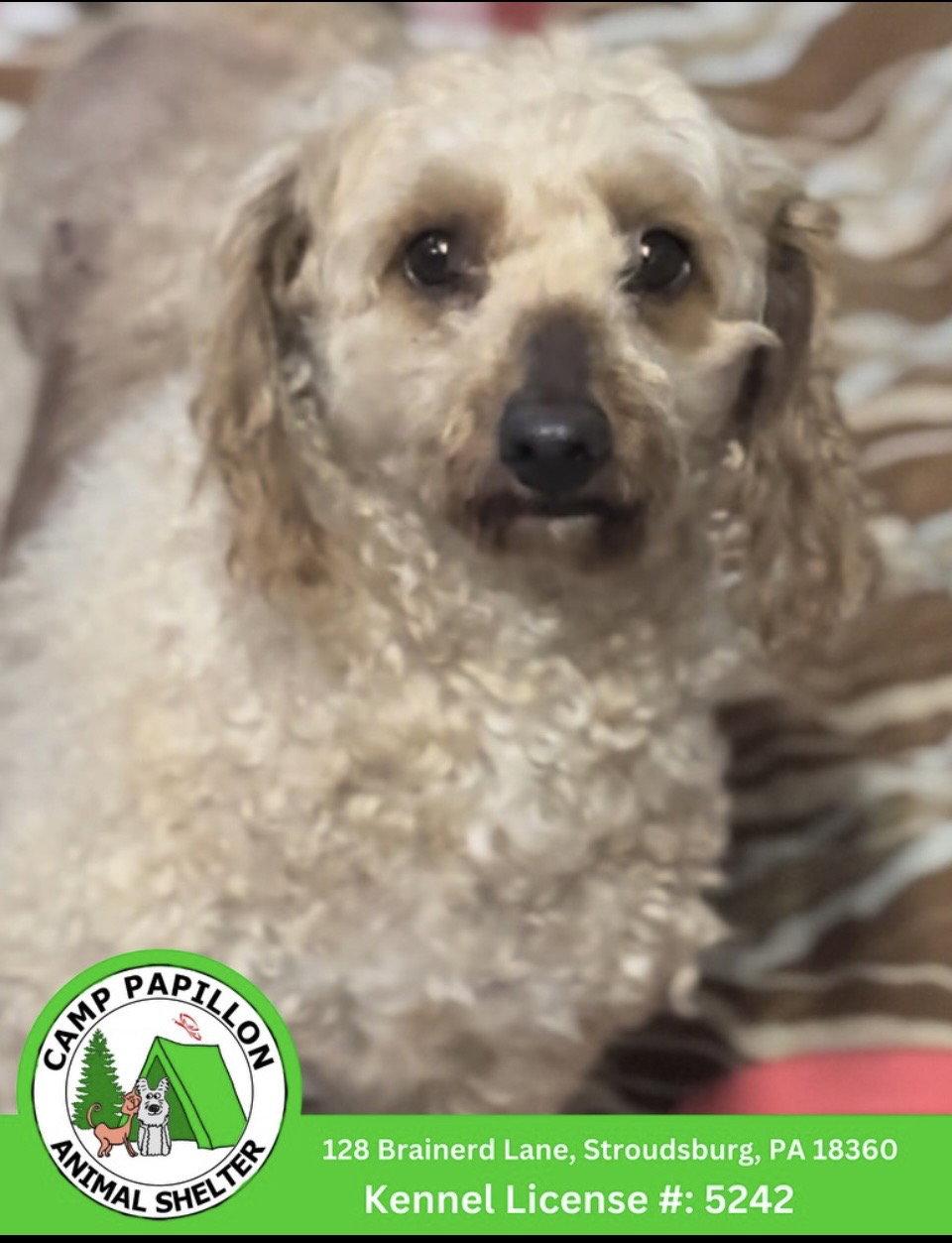 Enlarge Lola, a Adoptable mixed breed in Stroudsburg, PA image 1/1