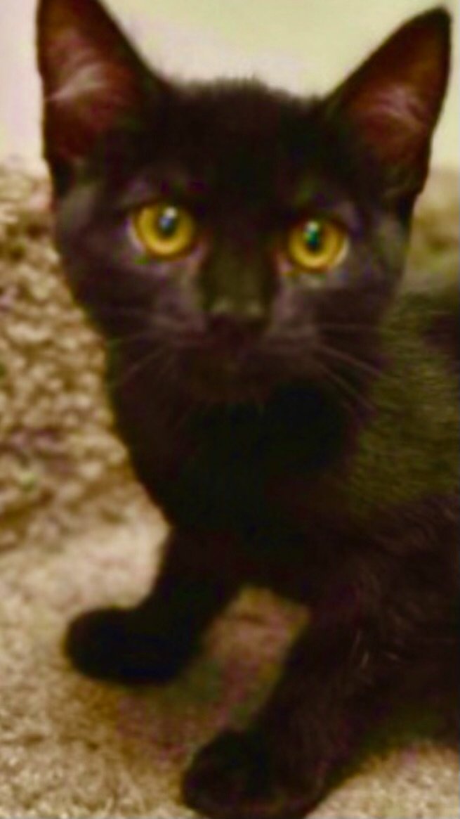 Enlarge LOLA, a Adoptable Domestic Short Hair in Oro Valley, AZ image 2/3