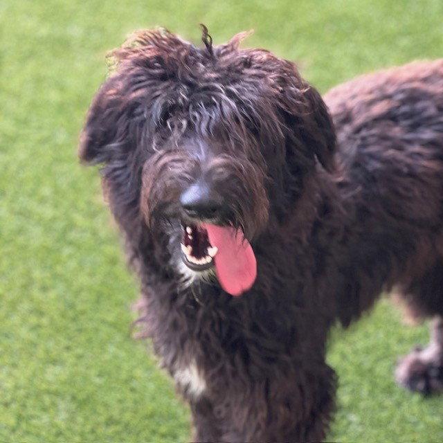 Oreo, Adopted, Adult Female Standard Poodle & Golden Retriever.