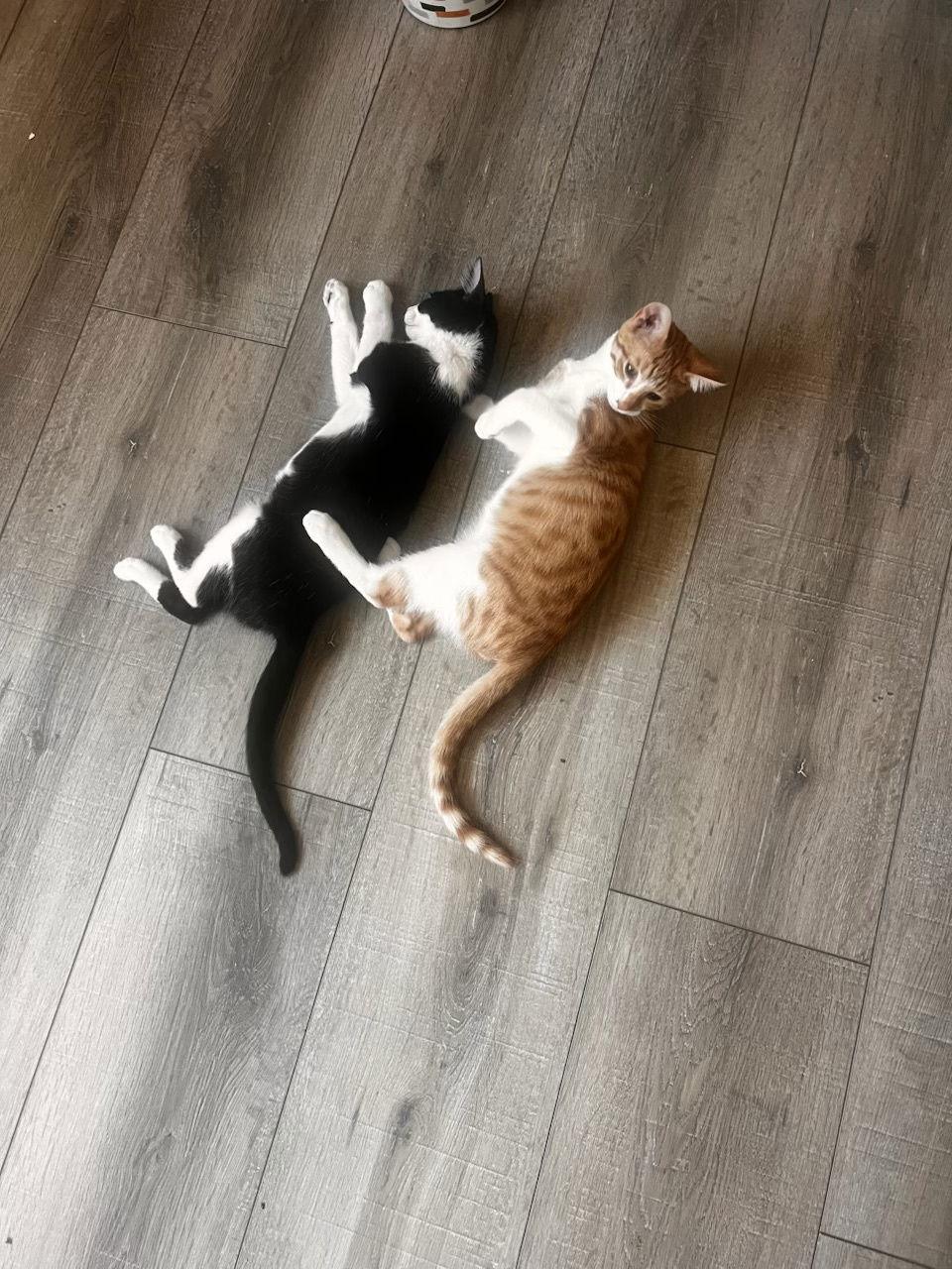 Enlarge Tigger (and Goofy), a Adoptable Domestic Short Hair in Castro Valley, CA image 3/3