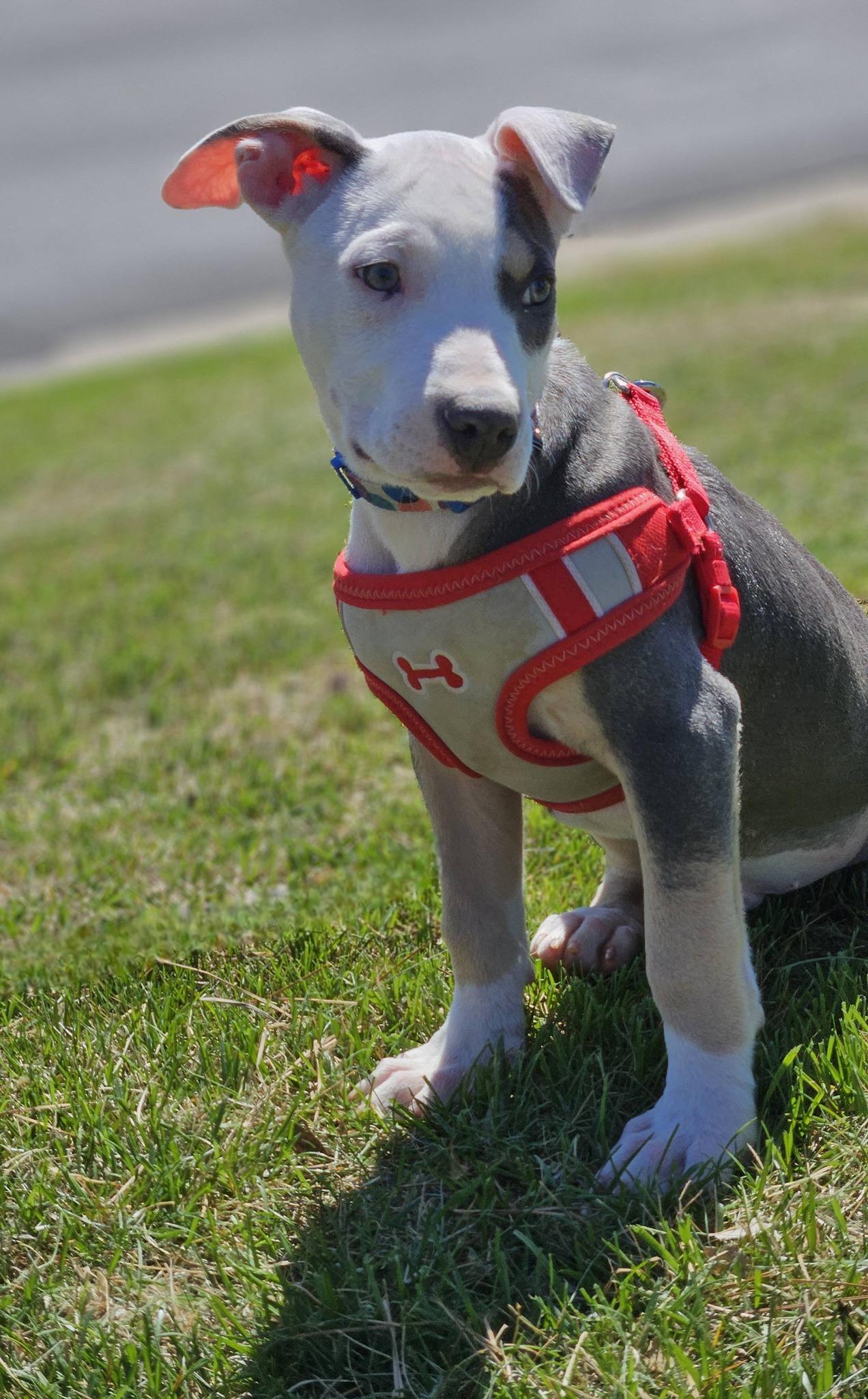 Enlarge Sawyer, an adopted mixed breed in Broken Arrow, OK image 4/5