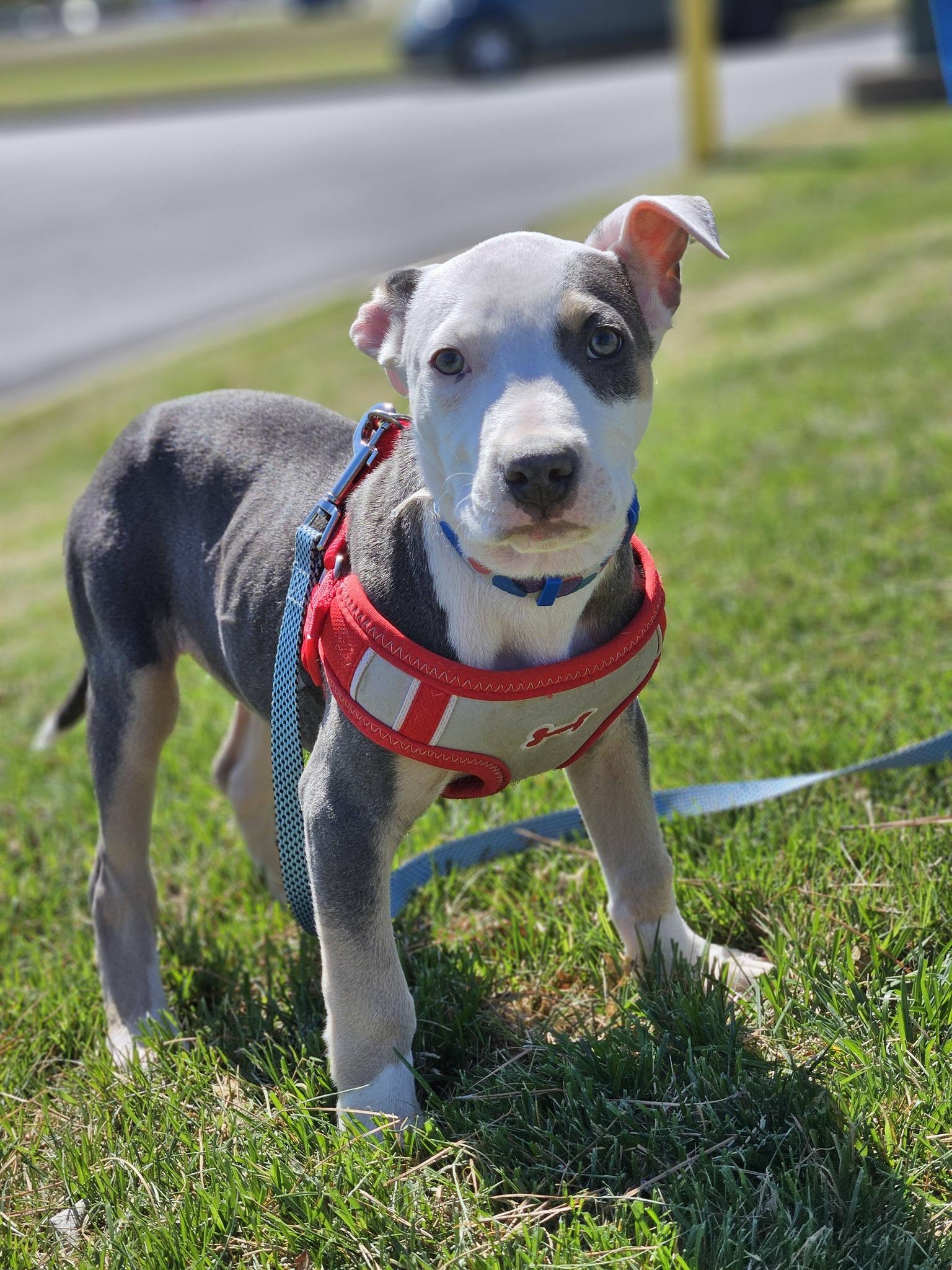 Enlarge Sawyer, an adopted mixed breed in Broken Arrow, OK image 1/5