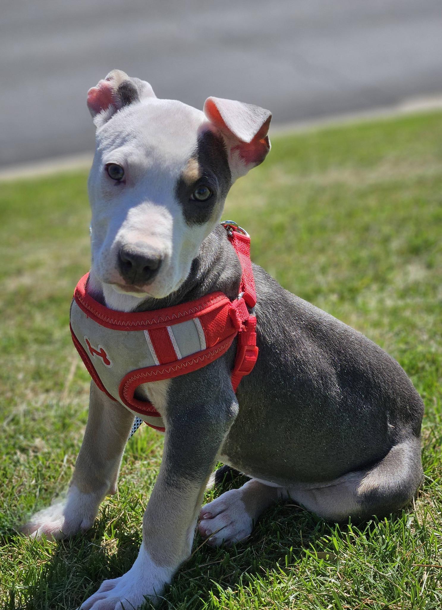 Enlarge Sawyer, an adopted mixed breed in Broken Arrow, OK image 3/5