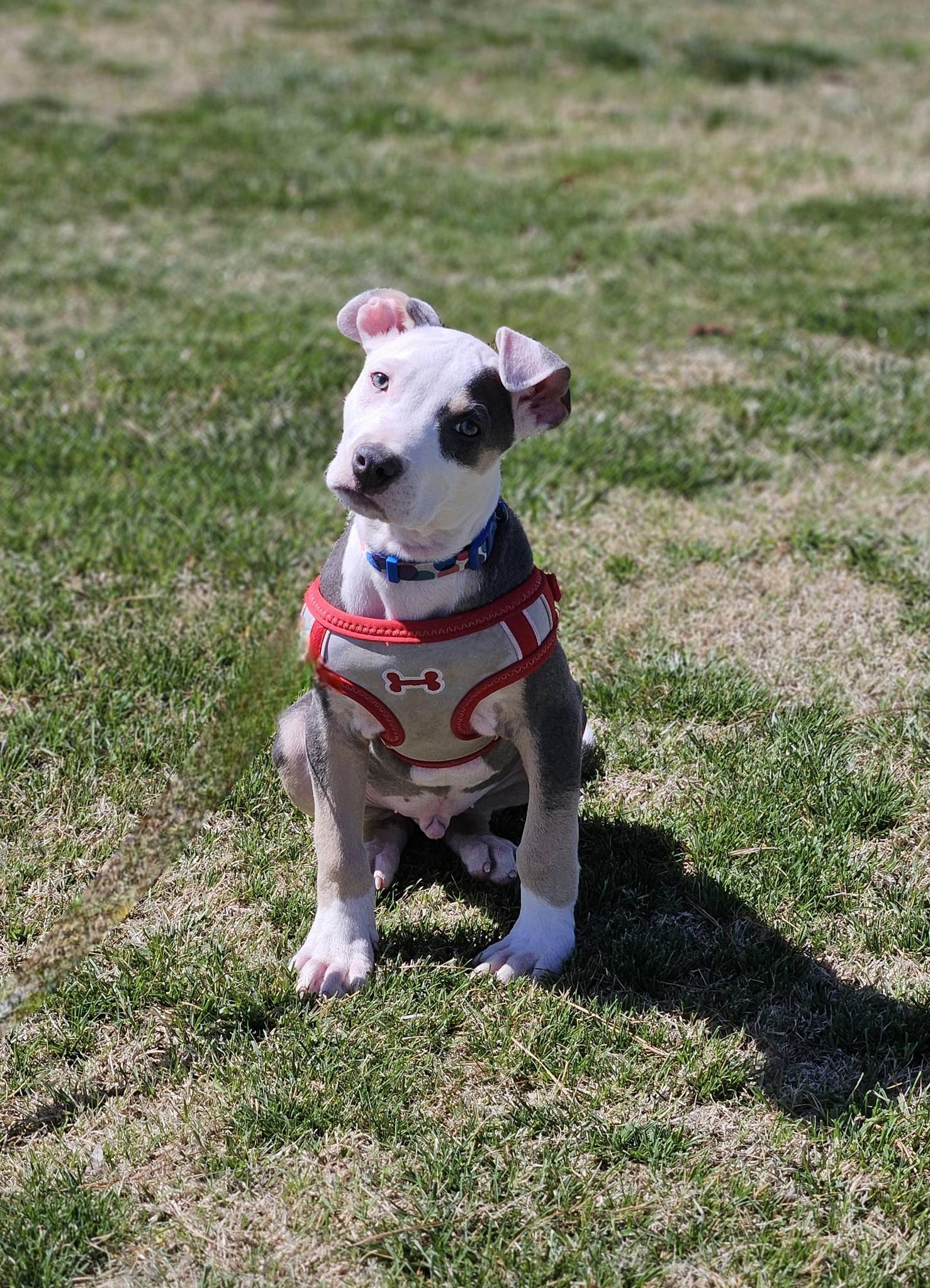 Enlarge Sawyer, an adopted mixed breed in Broken Arrow, OK image 5/5