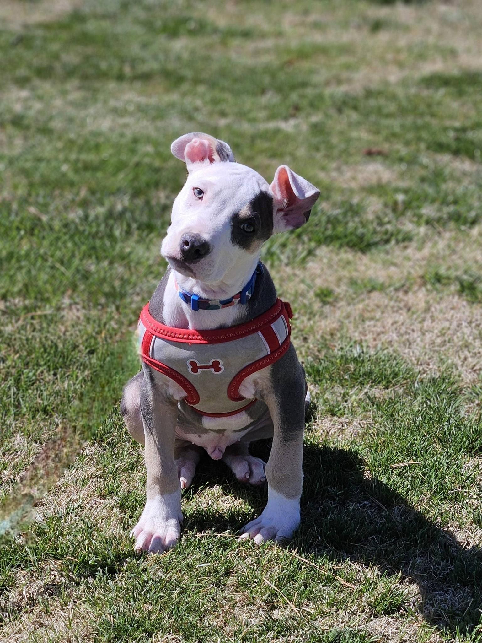 Enlarge Sawyer, an adopted mixed breed in Broken Arrow, OK image 2/5