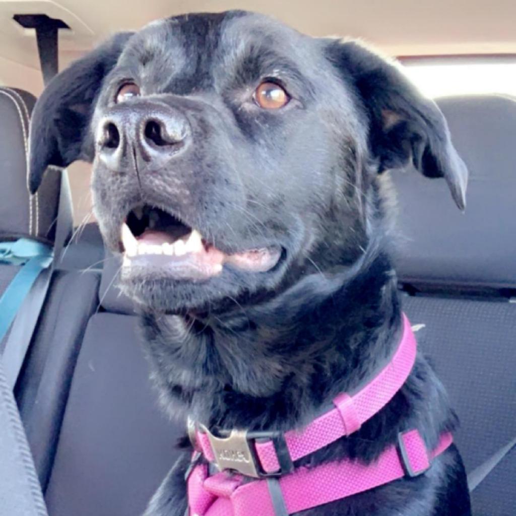 Enlarge Layla, a Adoptable mixed breed in Mount Laurel, NJ image 1/4