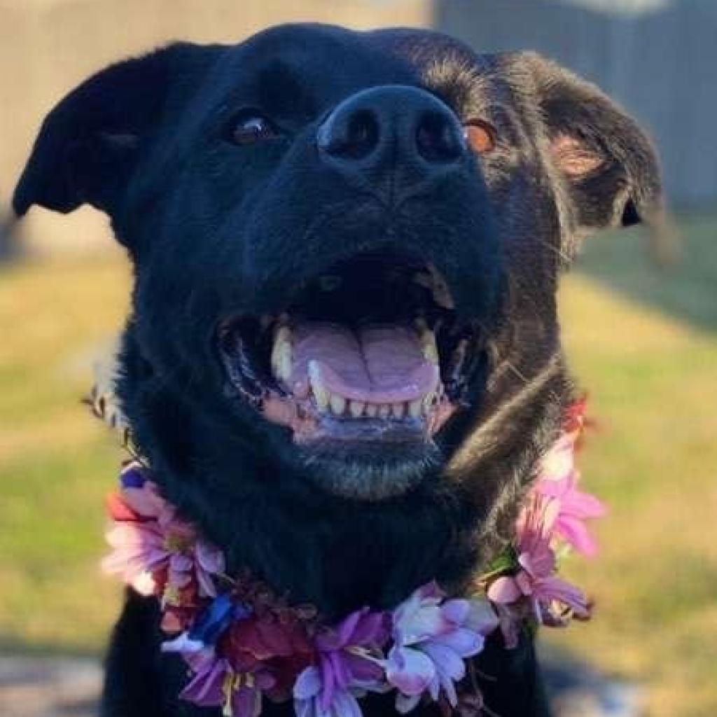 Enlarge Layla, a Adoptable mixed breed in Mount Laurel, NJ image 2/4