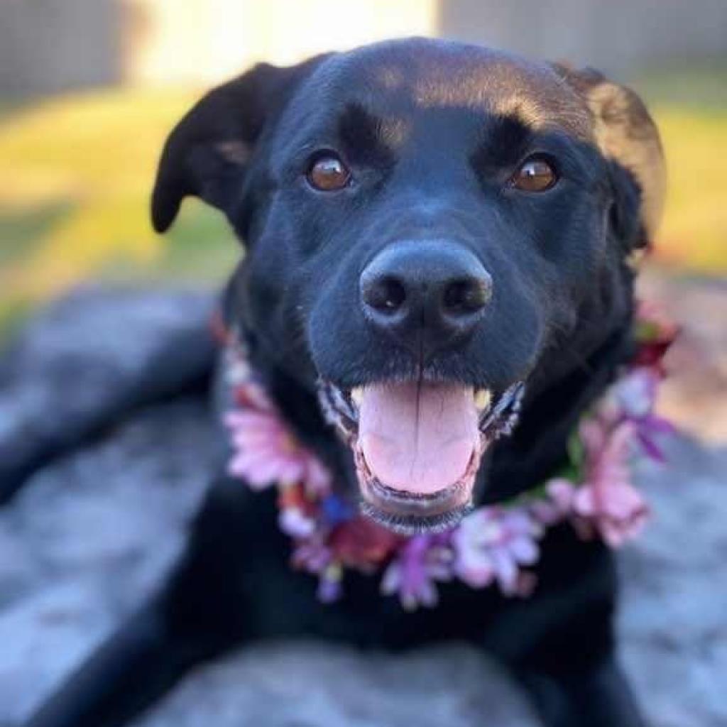 Enlarge Layla, a Adoptable mixed breed in Mount Laurel, NJ image 3/4