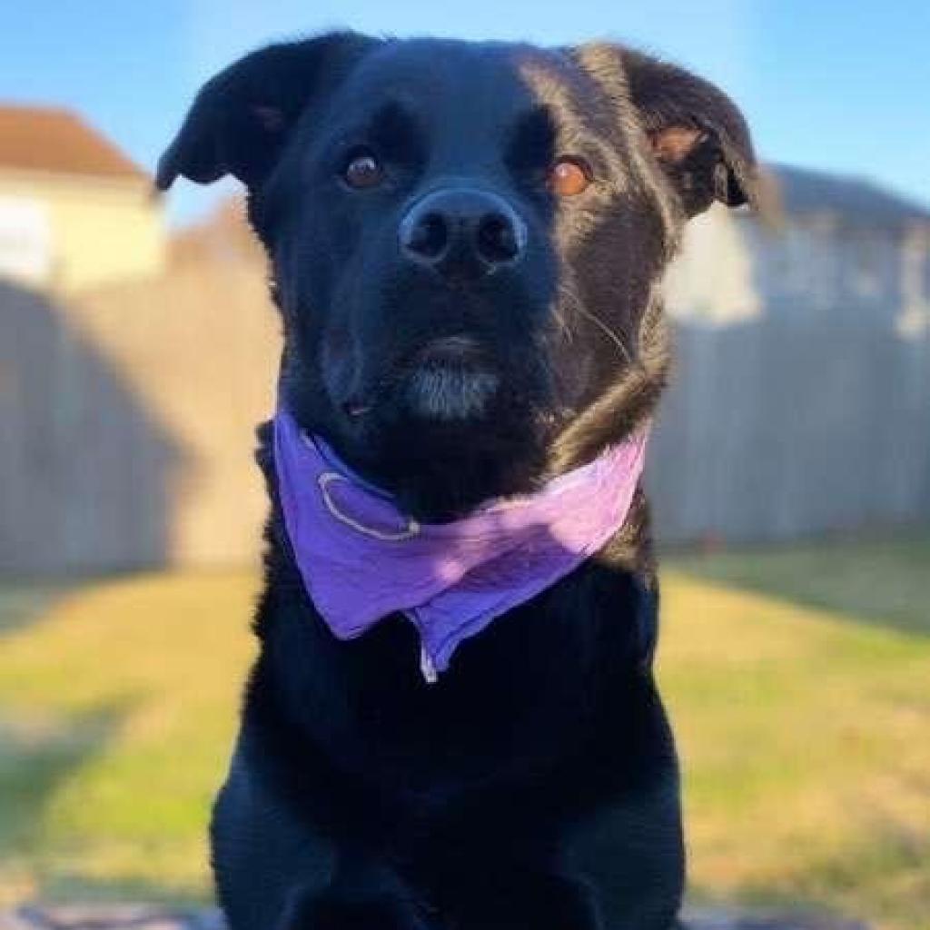 Enlarge Layla, a Adoptable mixed breed in Mount Laurel, NJ image 4/4