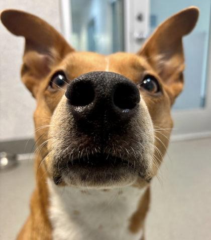 Enlarge Lola, a Adoptable mixed breed in Roseville, CA image 1/3