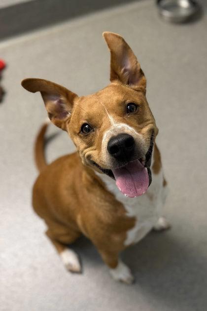 Enlarge Lola, a Adoptable mixed breed in Roseville, CA image 2/3