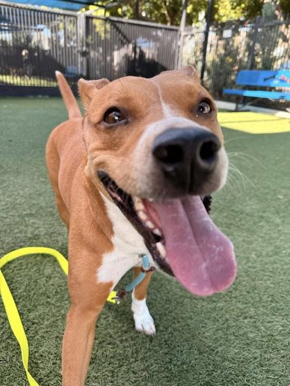 Enlarge Lola, a Adoptable mixed breed in Roseville, CA image 3/3