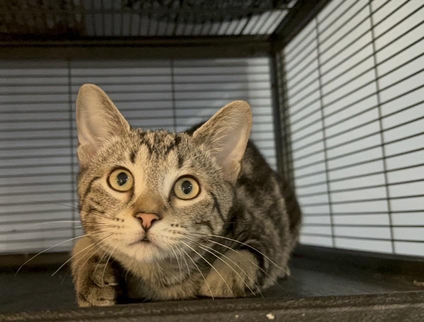 Rafiki, Adoptable, Kitten Male Domestic Short Hair.