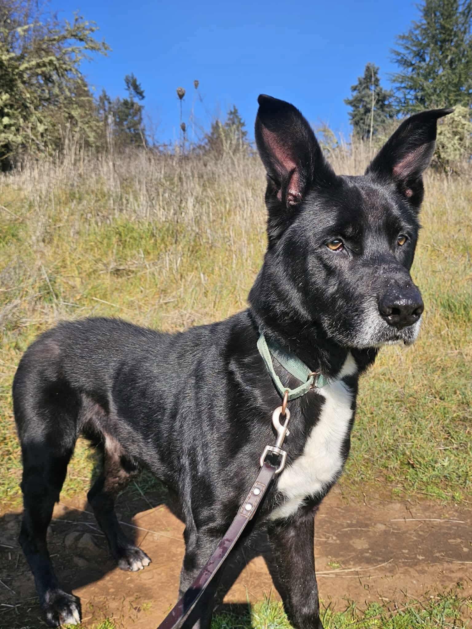 Joseph, ADOPTABLE, Adult Male Husky & Shepherd.