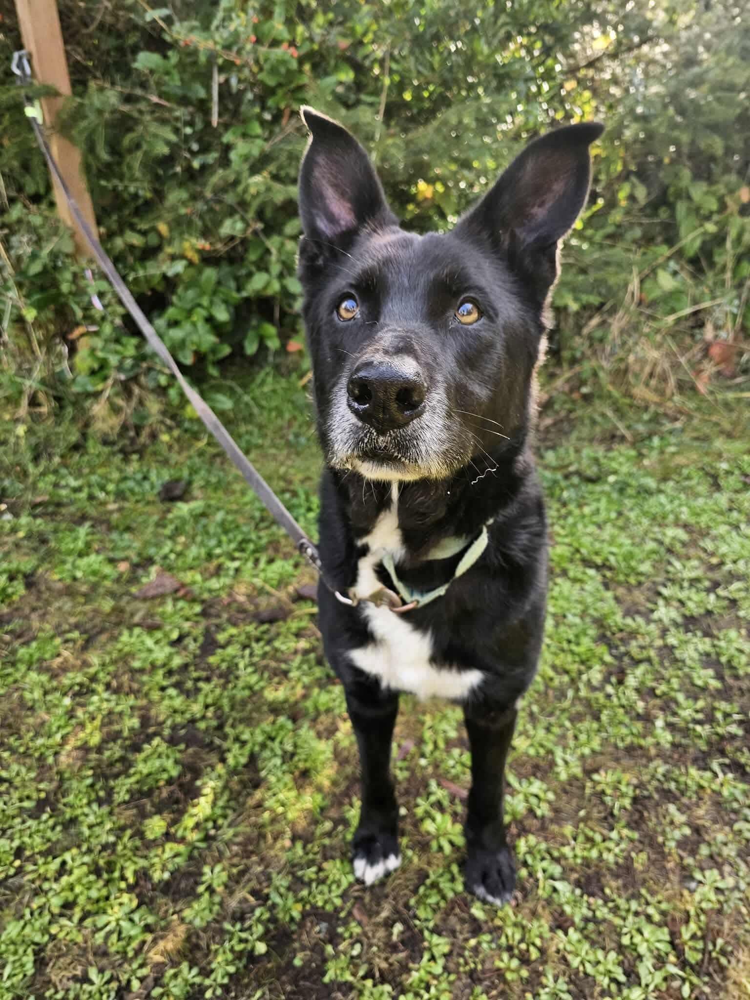 Joseph, a ADOPTABLE mixed breed in Battle Ground, WA image 4/4