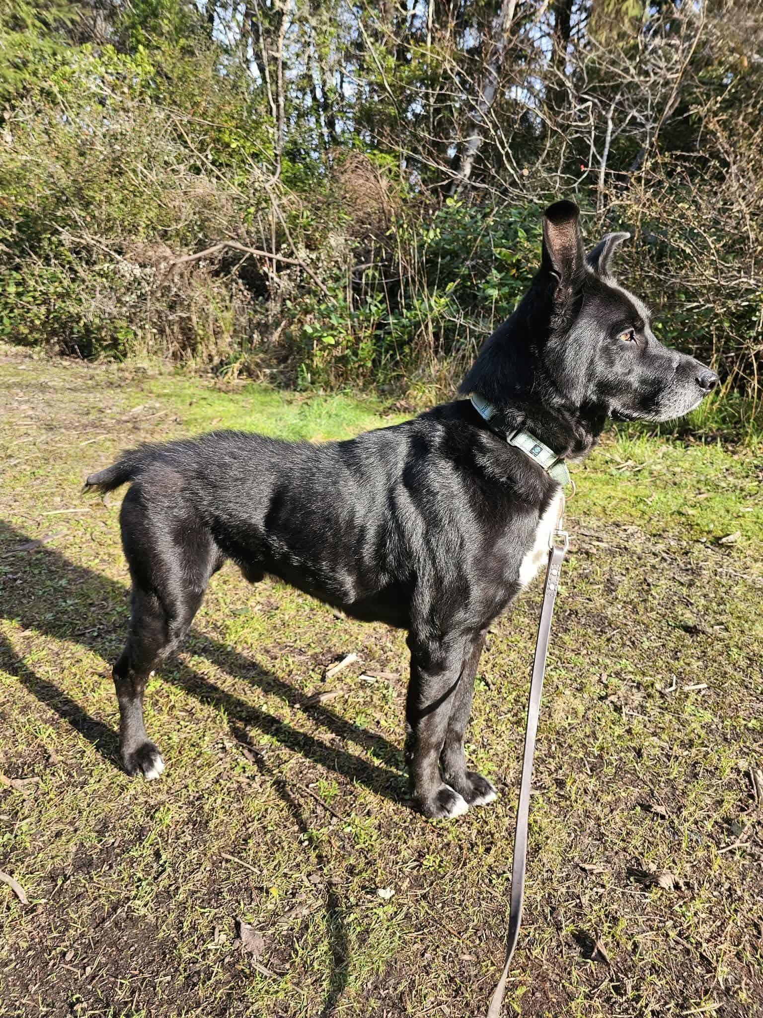 Joseph, a ADOPTABLE mixed breed in Battle Ground, WA image 3/4