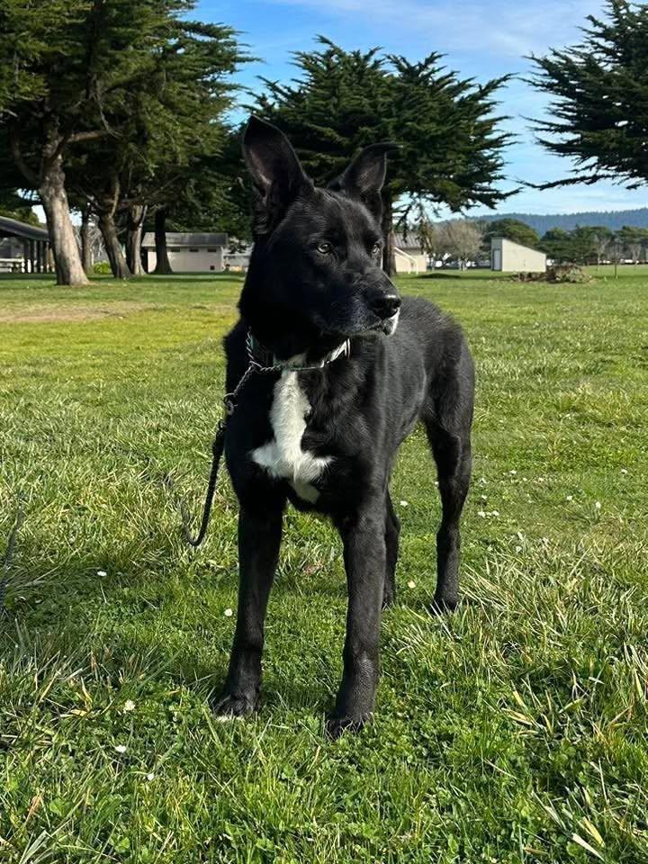 Joseph, a ADOPTABLE mixed breed in Battle Ground, WA image 2/4