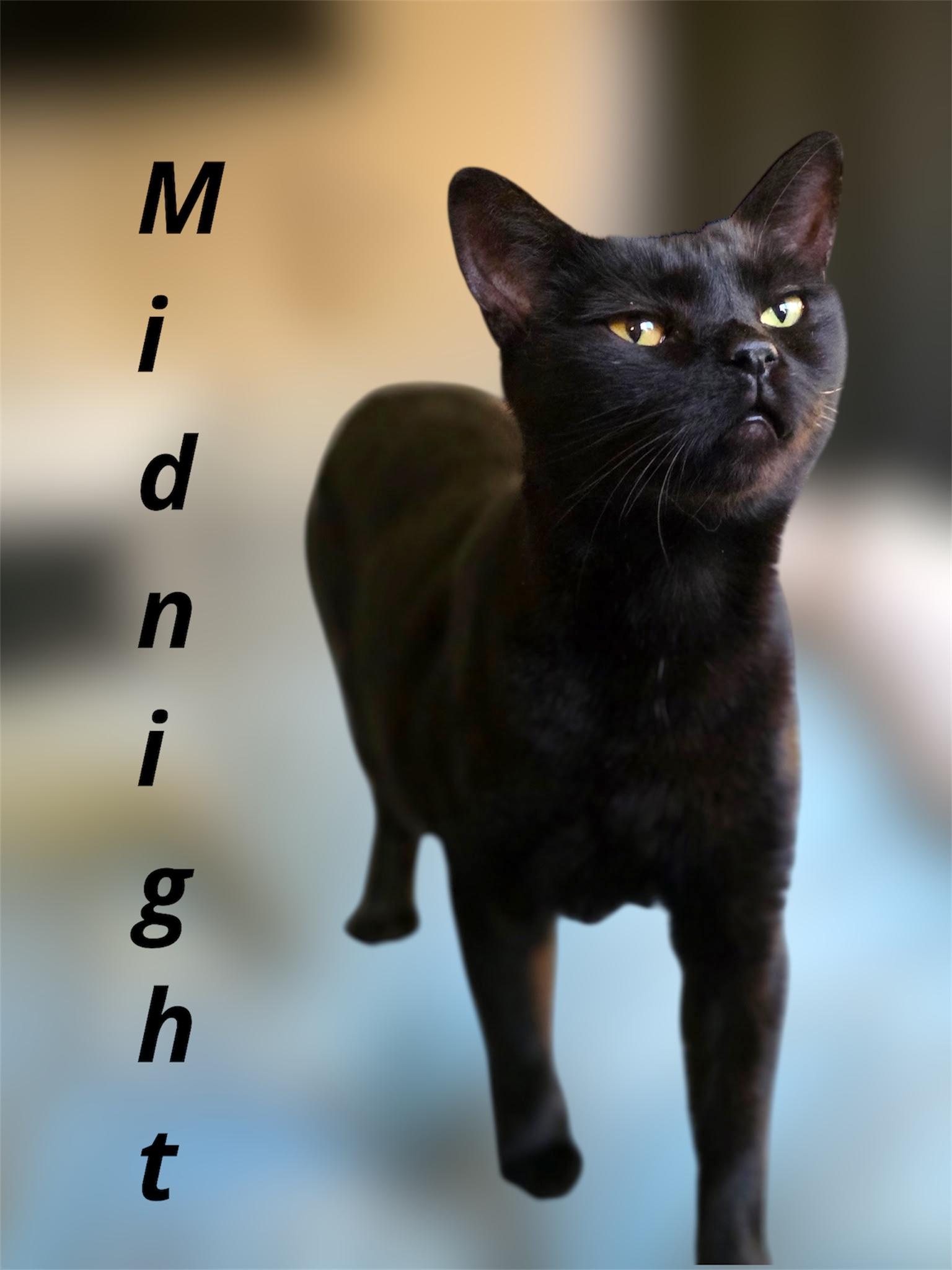 Enlarge Midnight, a ADOPTABLE Domestic Short Hair in Auburn, CA image 1/1