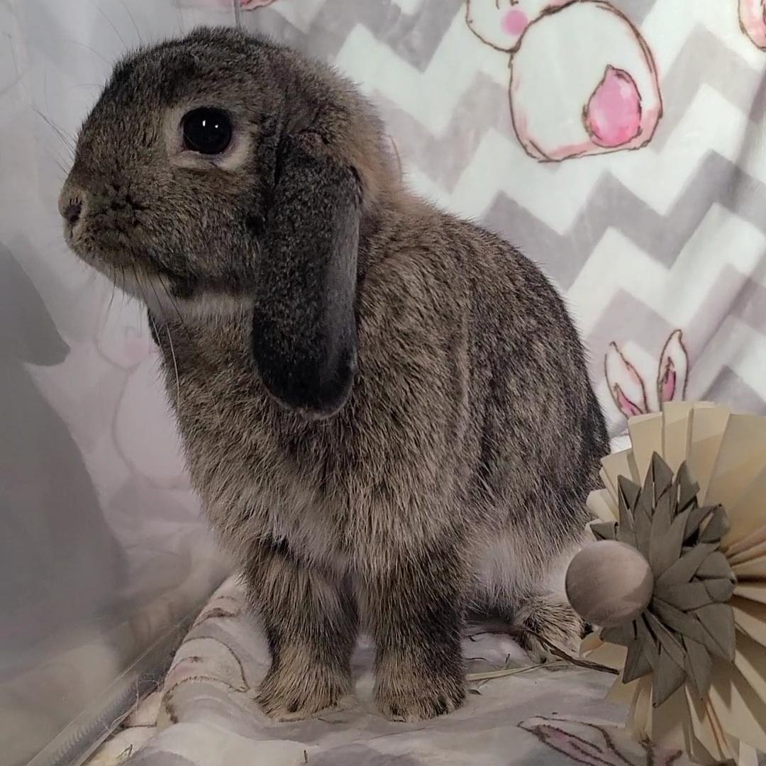 Daphne, adopted, Young Female Holland Lop.