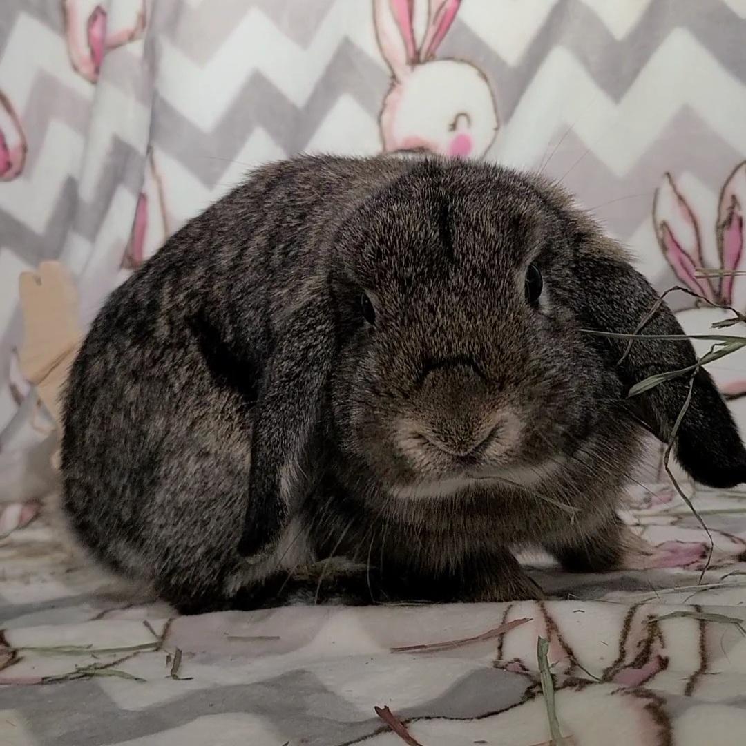 Enlarge Daphne, an adopted Holland Lop in Waynesboro, VA image 2/6