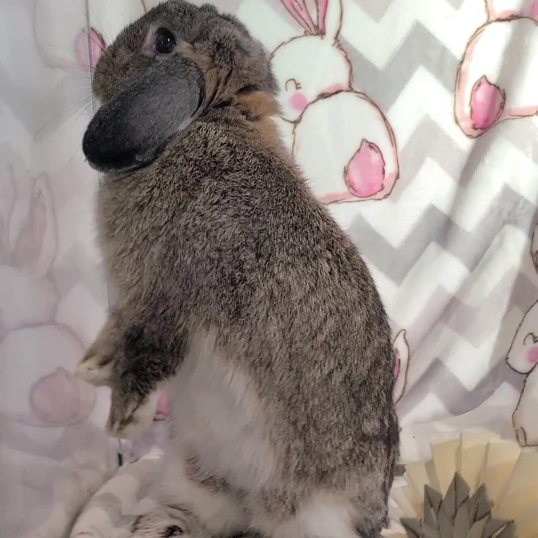 Enlarge Daphne, an adopted Holland Lop in Waynesboro, VA image 4/6