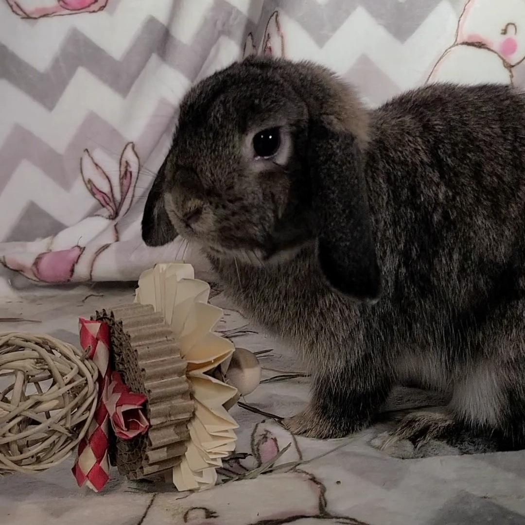 Enlarge Daphne, an adopted Holland Lop in Waynesboro, VA image 5/6