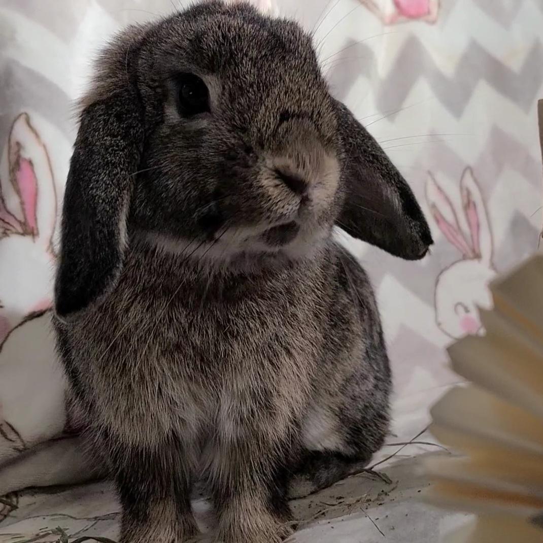 Enlarge Daphne, an adopted Holland Lop in Waynesboro, VA image 6/6