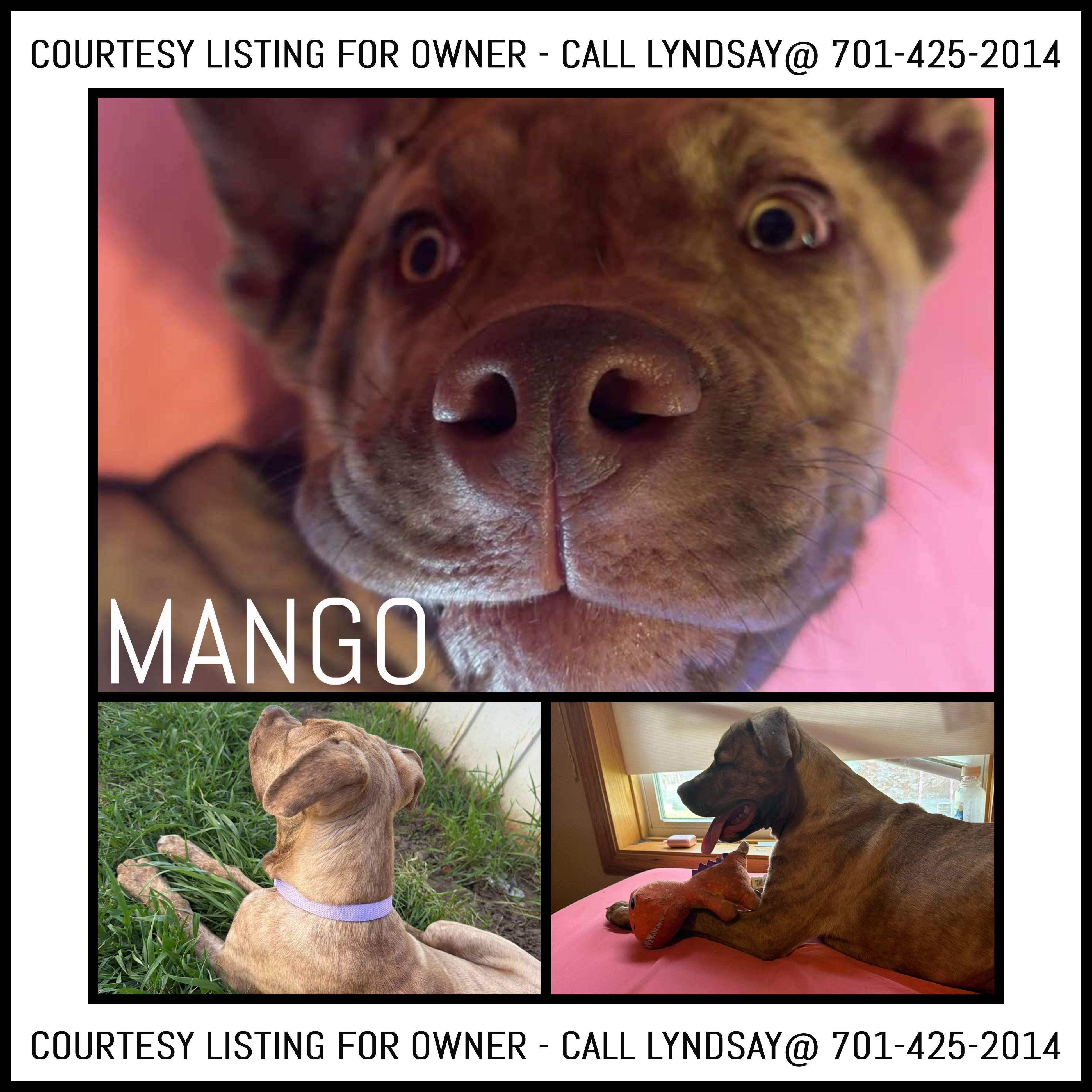 Mango - COURTESY LISTING, adopted, Young Female Mastiff.