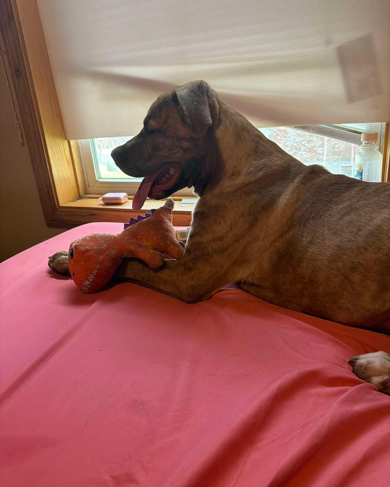 Enlarge Mango - COURTESY LISTING, an adopted mixed breed in Valley City, ND image 3/3