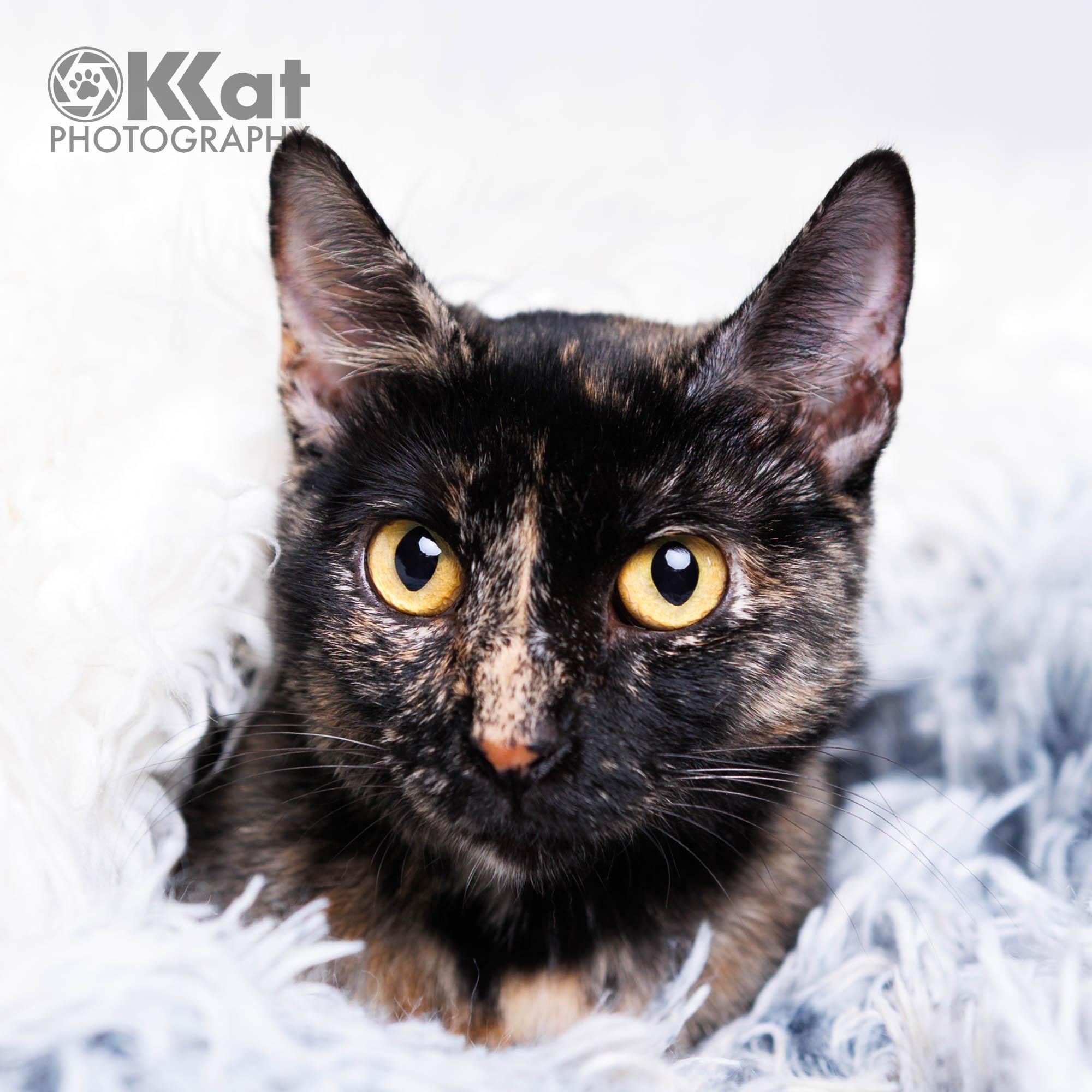 Enlarge Alice, a ADOPTABLE Tortoiseshell in Oklahoma City, OK image 2/3