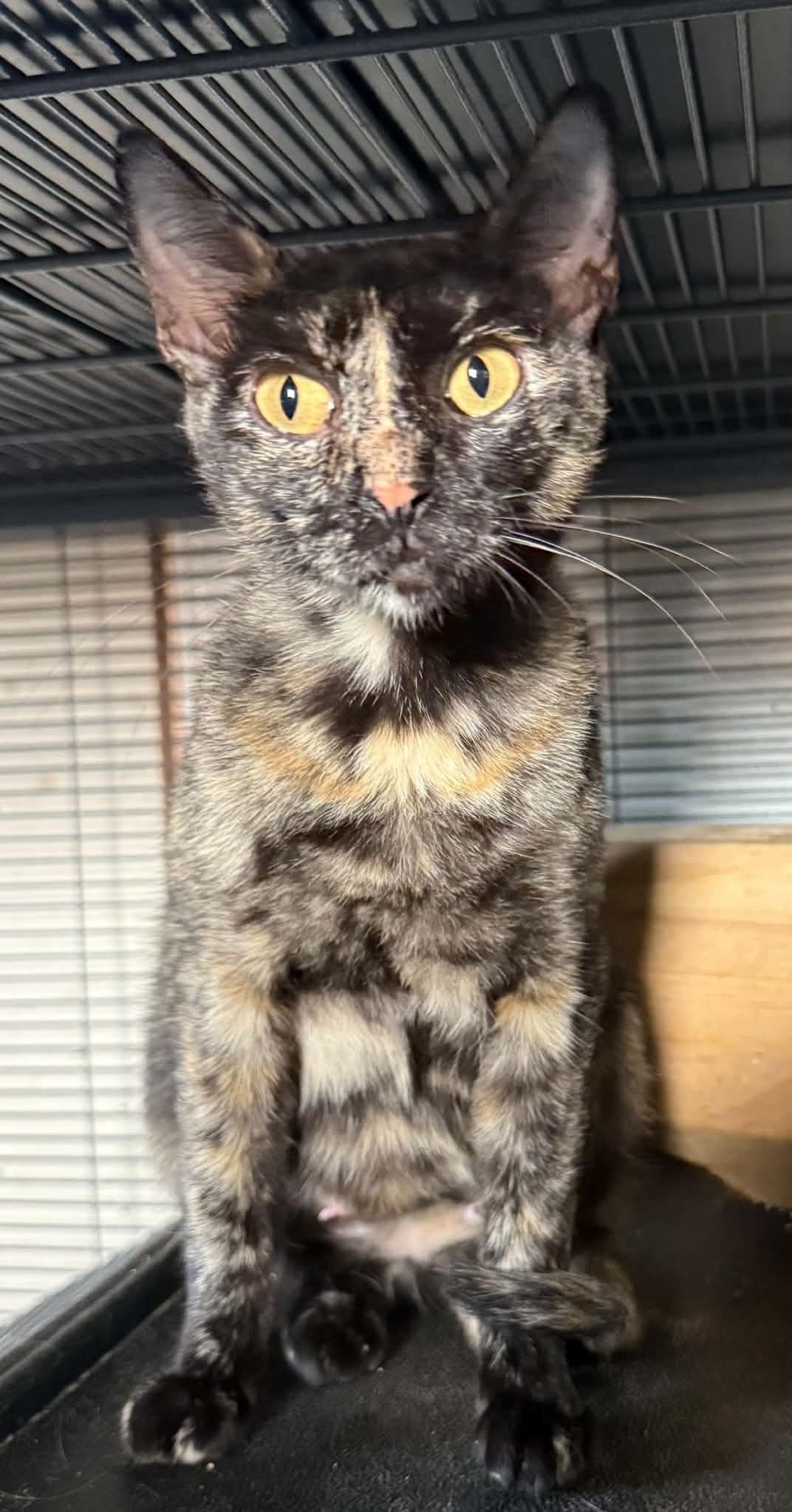Alice, ADOPTABLE, Young Female Tortoiseshell.