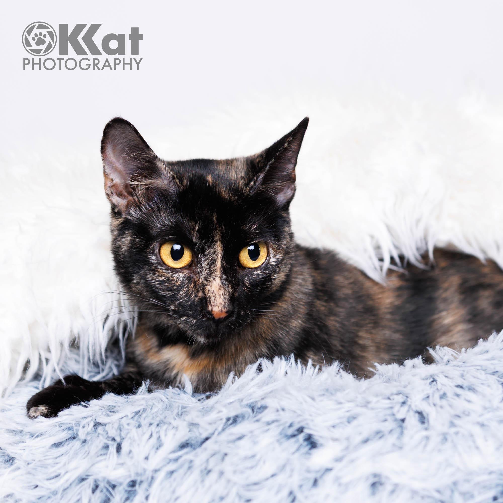 Alice, ADOPTABLE, Young Female Tortoiseshell.
