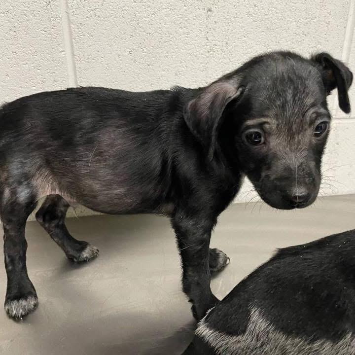 Nelson B608, Adoptable, Young Male Australian Cattle Dog / Blue Heeler & Dachshund.