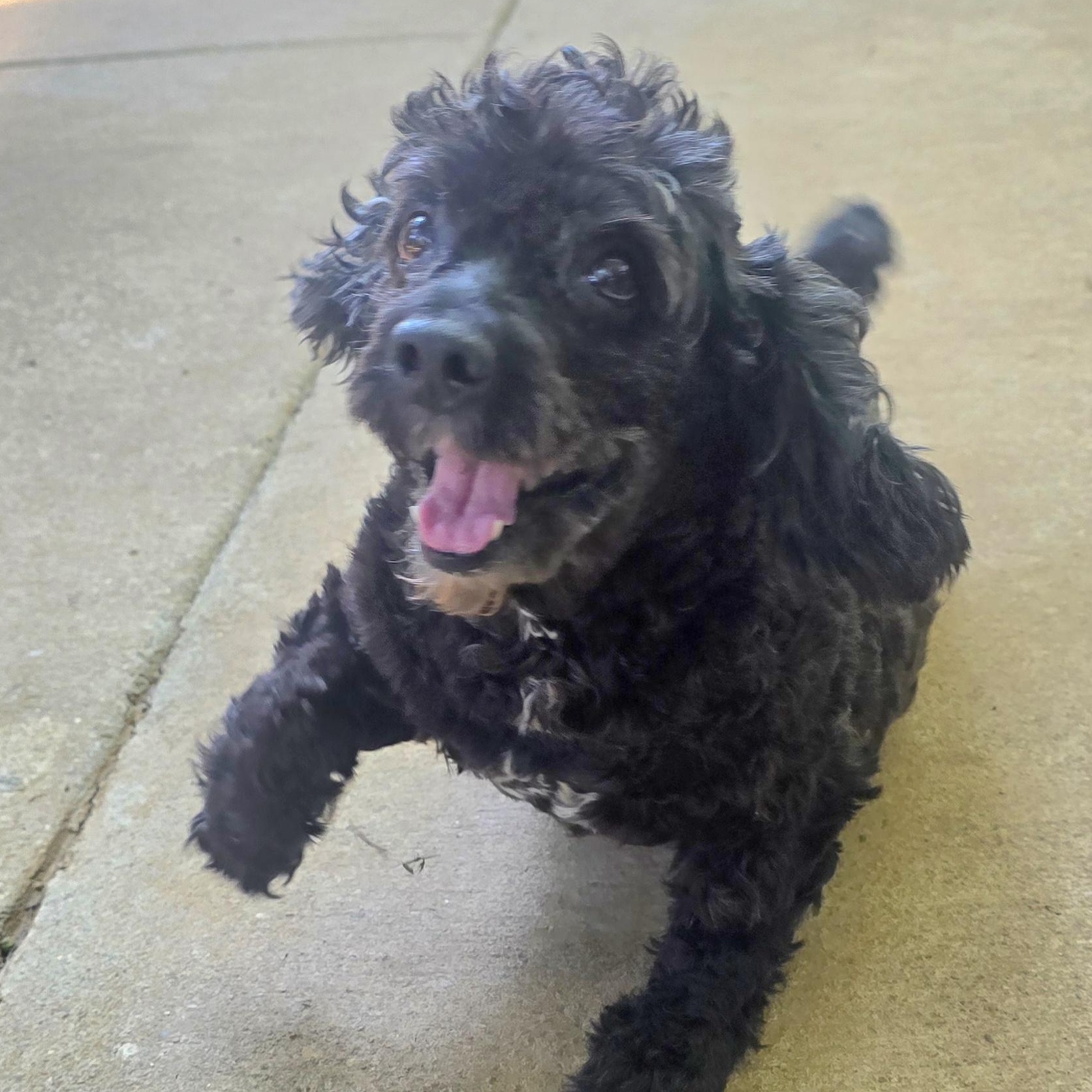 COAL, a Adoptable mixed breed in Athens, AL image 2/6