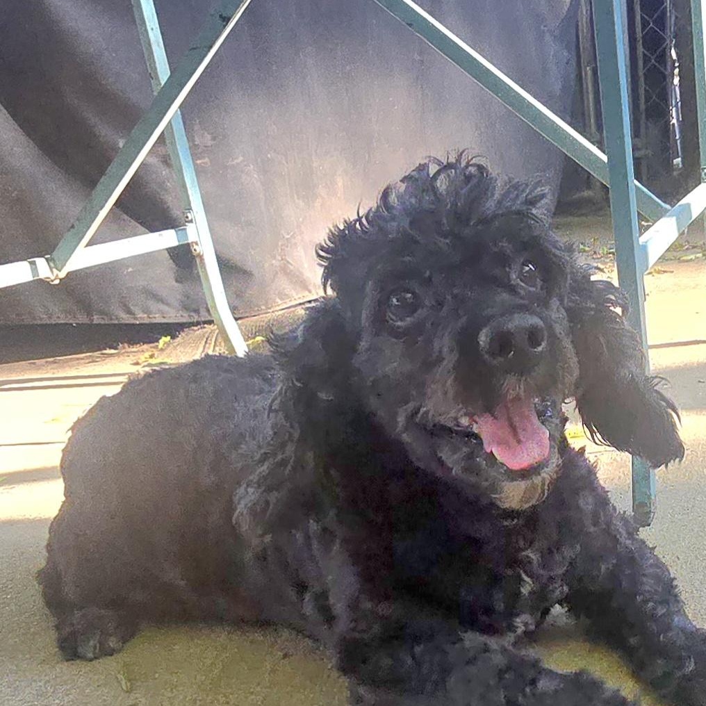 COAL, Adoptable, Adult Male Miniature Poodle & Miniature Schnauzer.