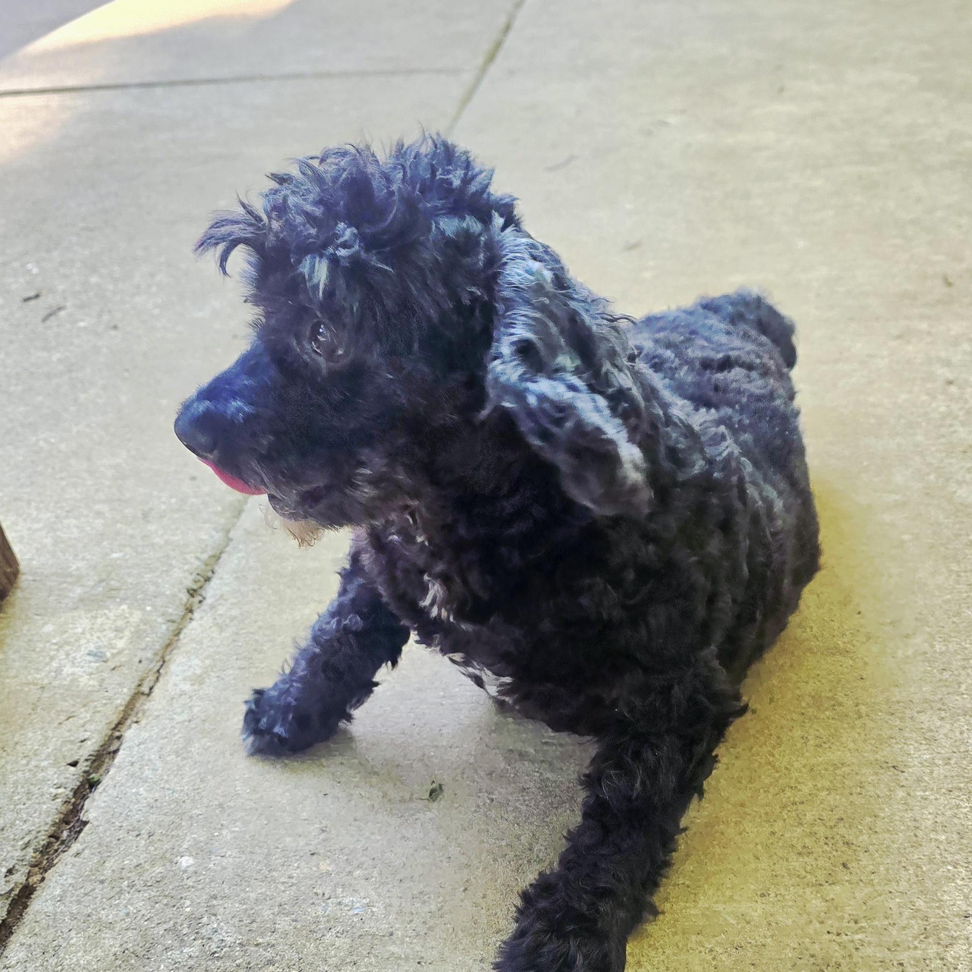 COAL, a Adoptable mixed breed in Athens, AL image 3/6