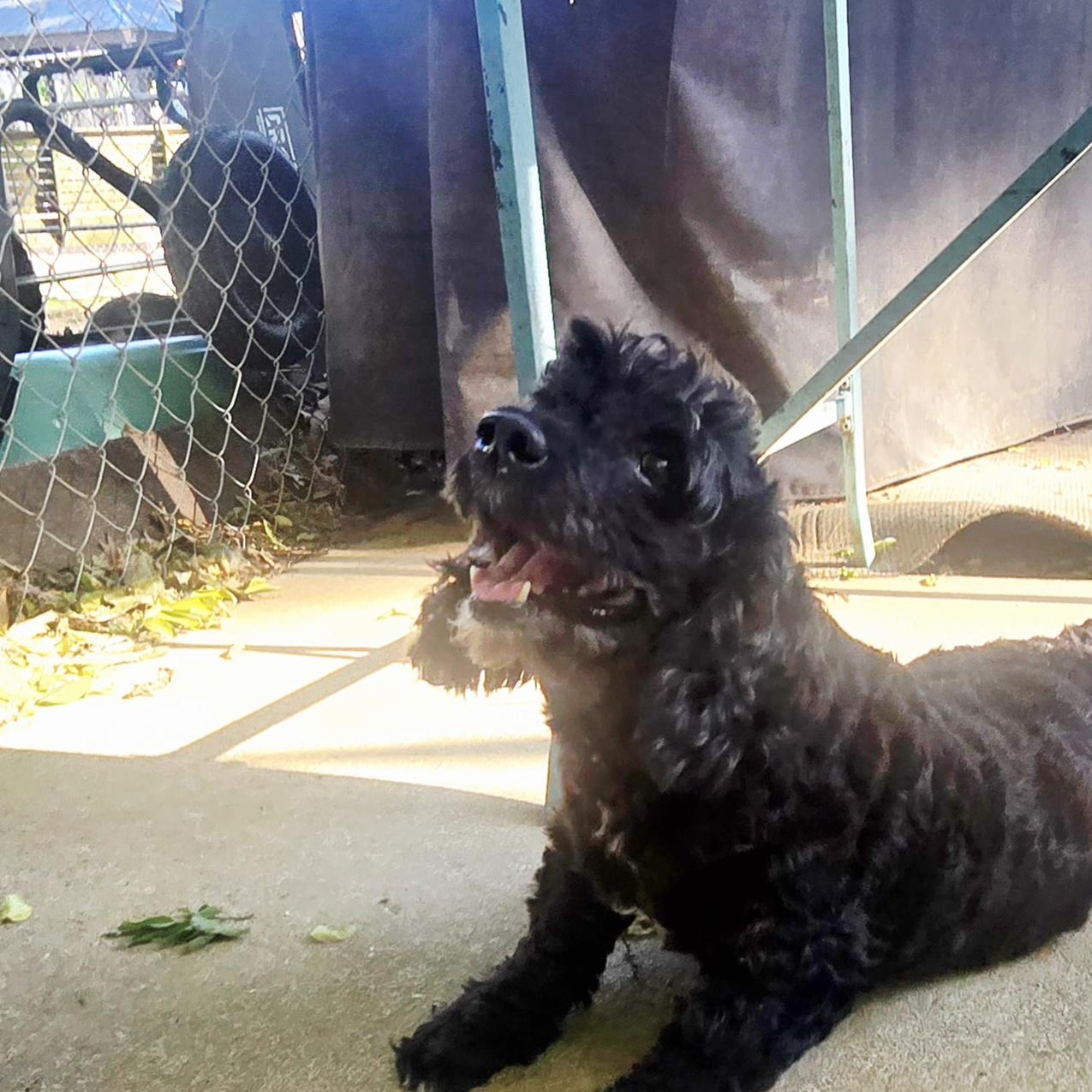COAL, a Adoptable mixed breed in Athens, AL image 6/6