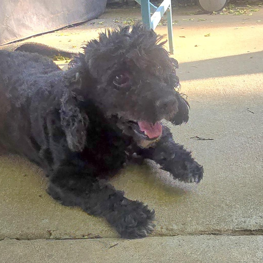 COAL, a Adoptable mixed breed in Athens, AL image 5/6