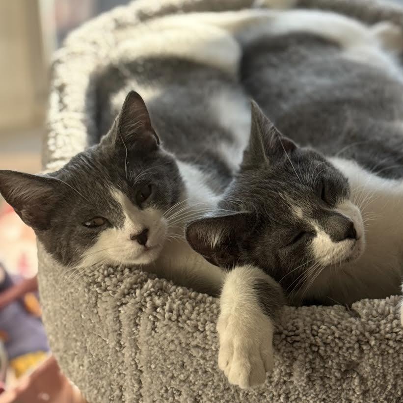 Penelope & Frankie (Bonded Pair)