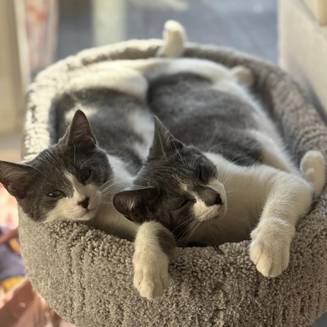 Penelope & Frankie (Bonded Pair)