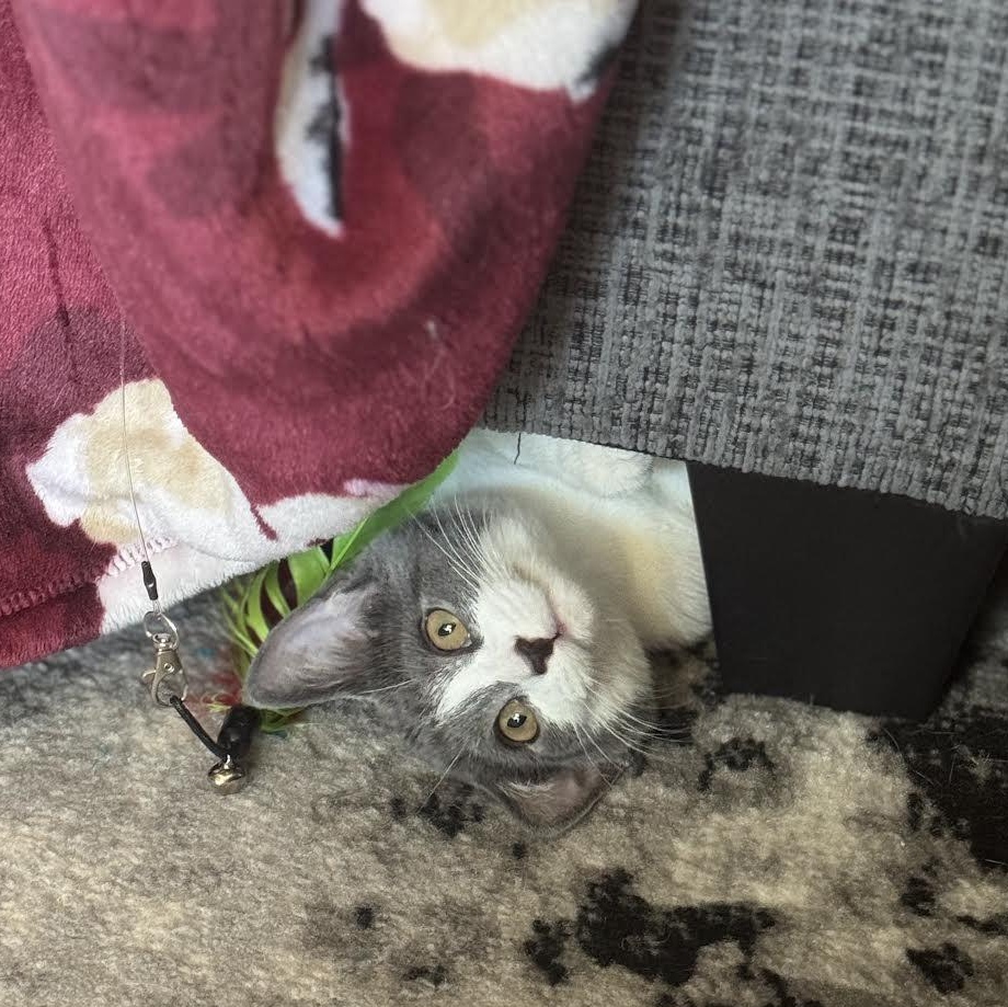 Enlarge Penelope & Frankie (Bonded Pair), a Adoptable Domestic Short Hair in Plymouth, MN image 4/5