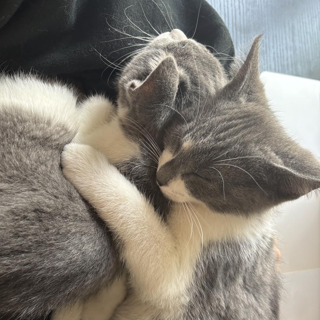 Enlarge Penelope & Frankie (Bonded Pair), a Adoptable Domestic Short Hair in Plymouth, MN image 2/5