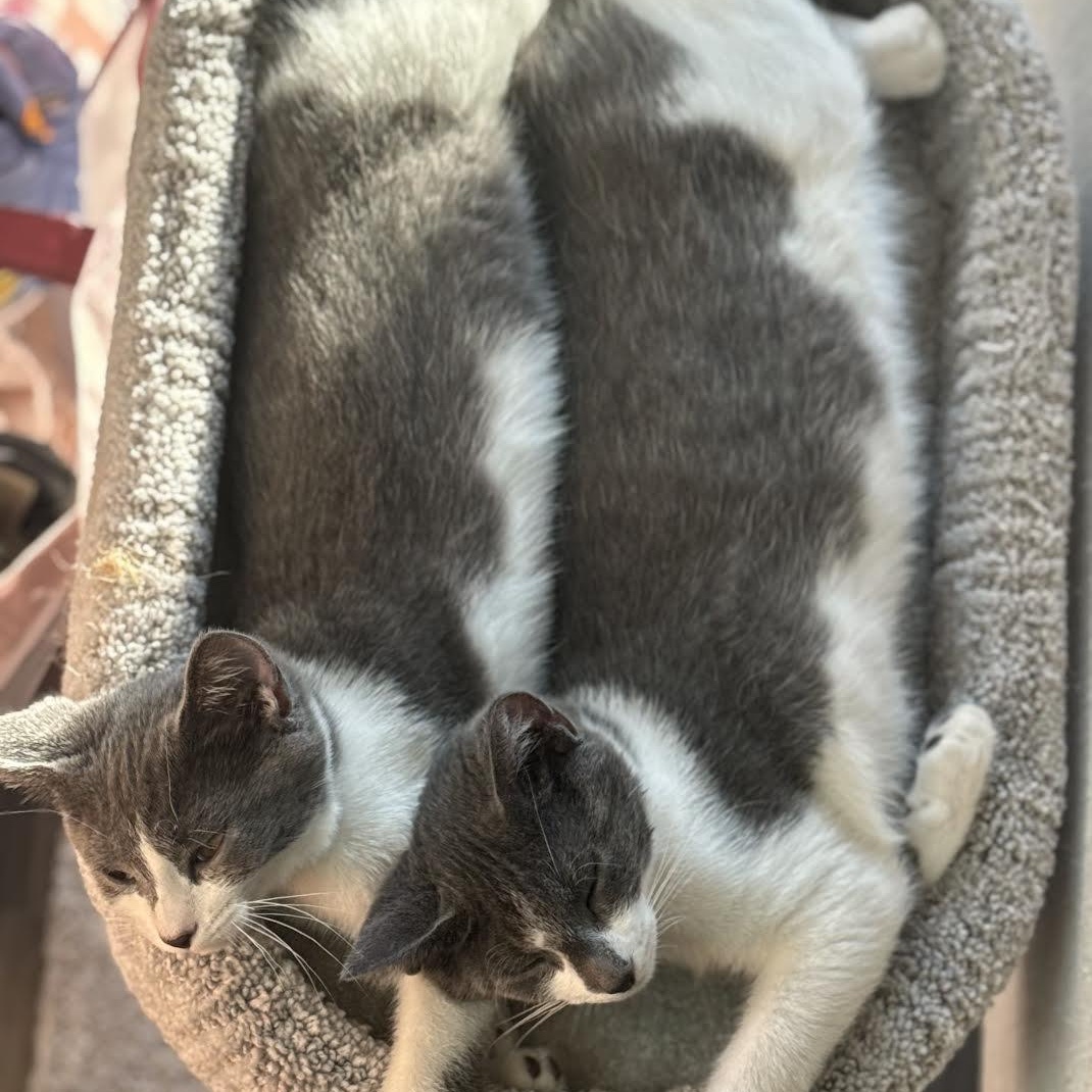 Penelope & Frankie (Bonded Pair)