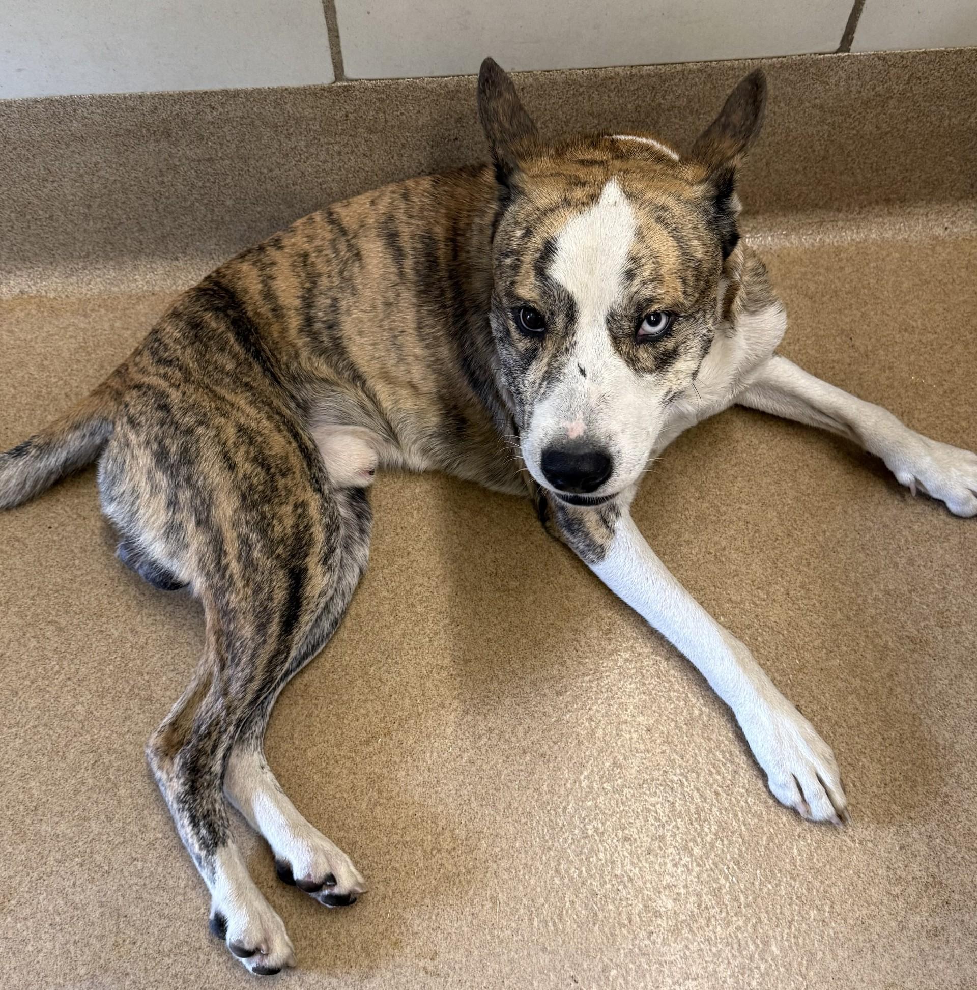 Enlarge Bruno, a Adoptable mixed breed in Murphy, TX image 1/1