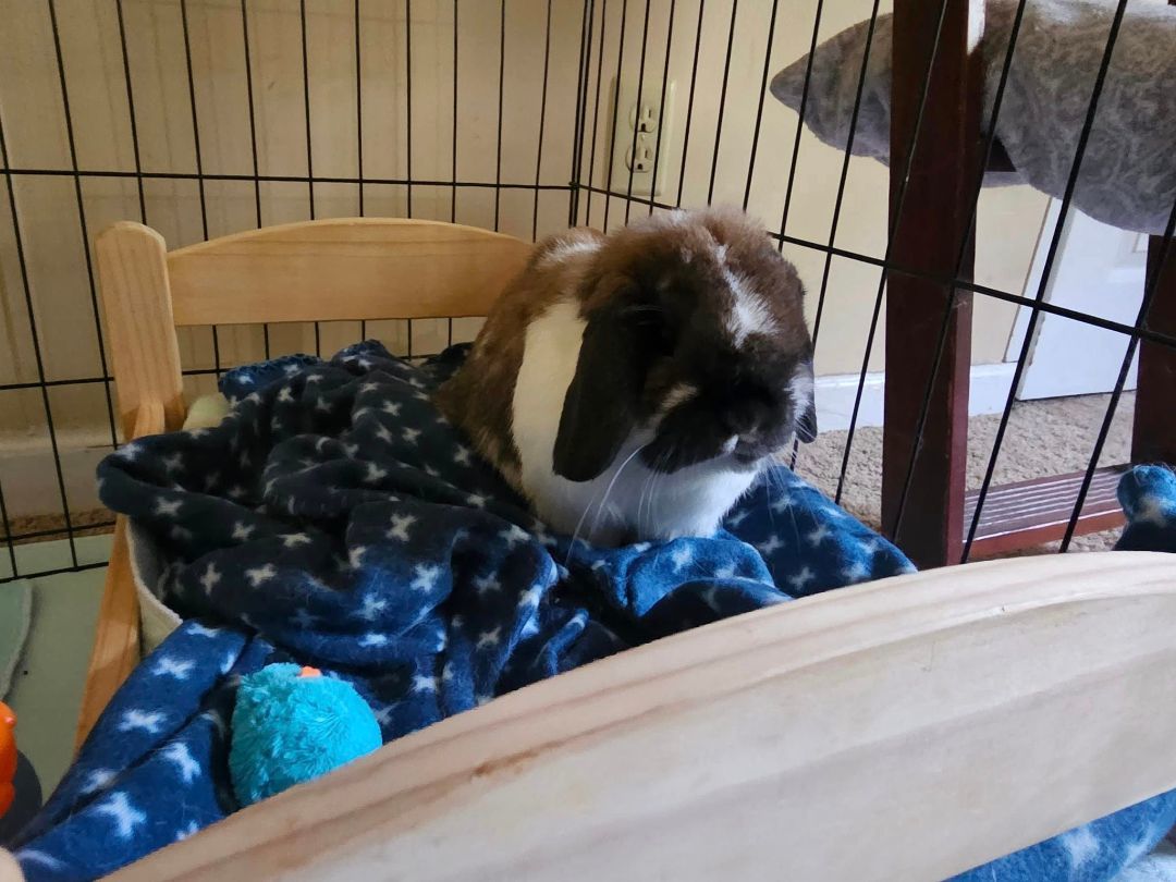 Enlarge Humphrey, a Adopted Holland Lop in Bishopville, SC image 1/5